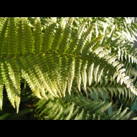 Fougere - Dryopteris Affinis subsp Cambrensis (fam Dryopteridacees) (Europe, Asie) (2)